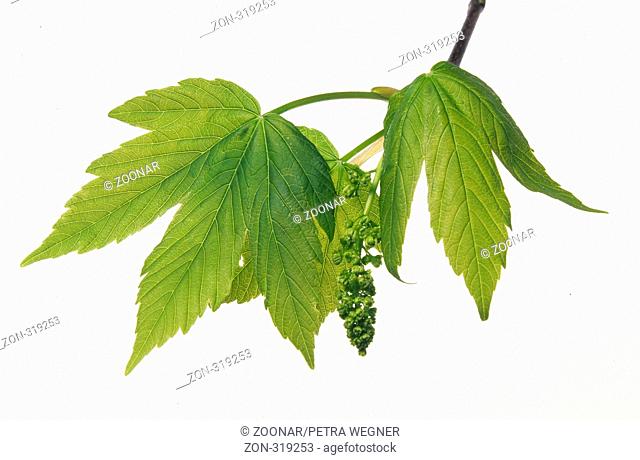 Sycamore, leaves and flowers  /  (Acer pseudoplatanus)  /  Bergahorn, Blaetter und Blueten  /  [Pflanzen, plants, Laubbaum, Laubbaeume, deciduous trees