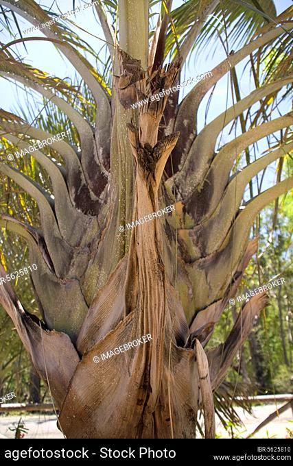 Dypsis decaryi is a palm, native to Madagascar, commonly known as the triangle palm