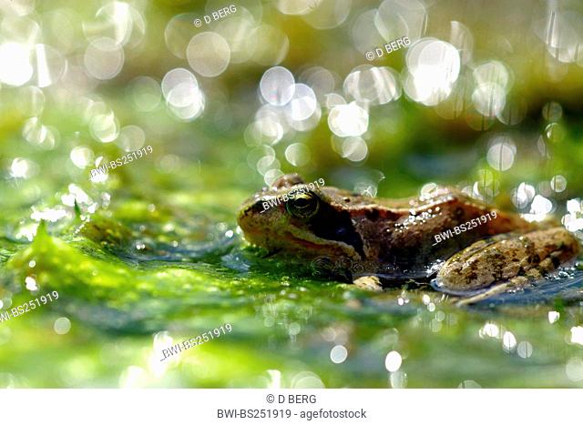 common frog, grass frog Rana temporaria, sitting in shallow water, Germany, Rhineland-Palatinate