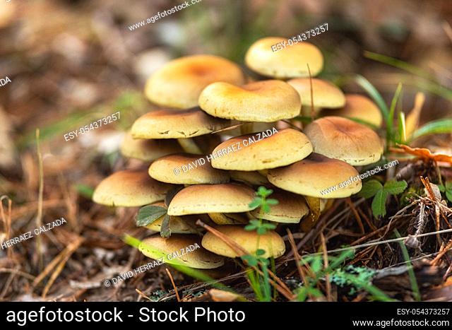 Group of beautiful mushrooms fungi, honey agarics kuehneromyces mutabilis in wild summer forest