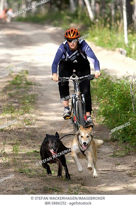 Woman bikejoring or bikejöring, two Alaskan Huskies pulling a mountain bike, Yukon Territory, Canada