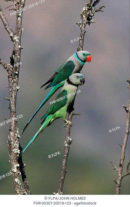 Malabar Parakeet Psittacula columboides adult pair, perched on branch, Karnataka, India, february