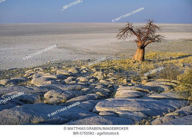 African Baobab (Adansonia digitata) on a rocky island, Kubu Island, Botswana