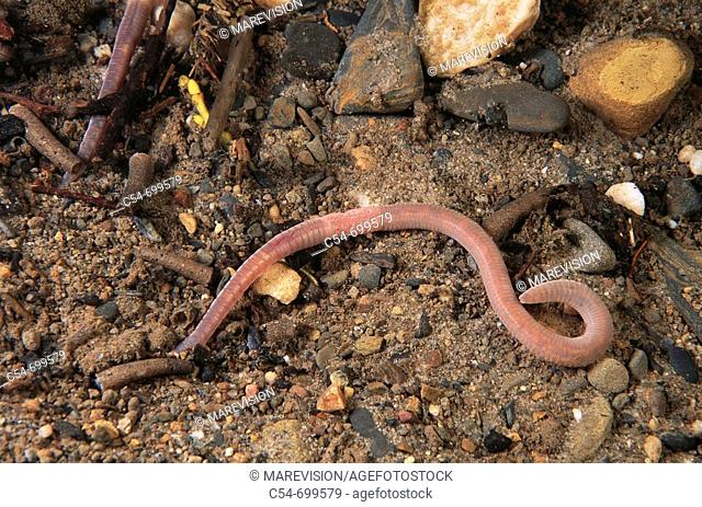 Freshwater. Rivers. Galicia. Spain. Annelid. Bristle worms. Worm. Eiseniella tetraedra. Oligochaeta. Earthworm