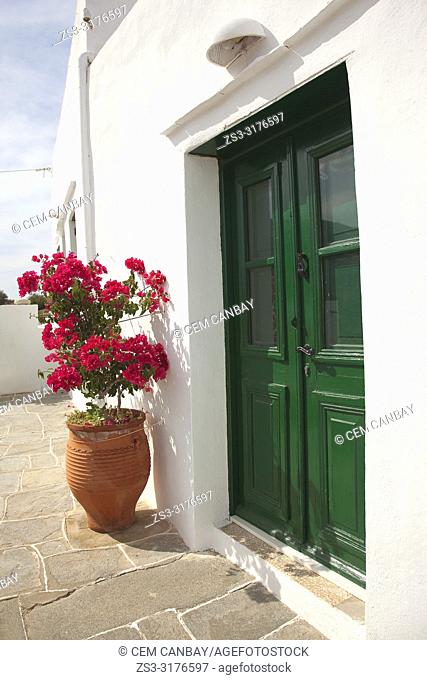 Pot with bougainvilleas in front of a whitewashed traditional Cyclades house in Ano Petali or Pano Petali village, Sifnos Island, Cyclades Islands