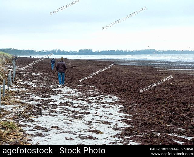 21 October 2023, Mecklenburg-Western Pomerania, Breege: A thick, wide carpet of algae lies on the beach at Breege after the storm surge