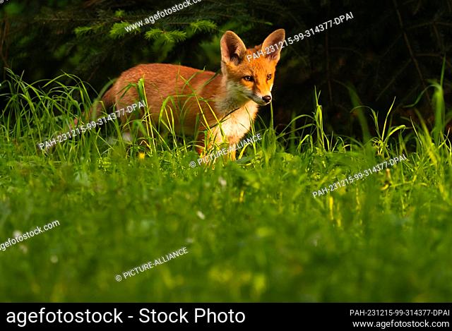 10 May 2023, Berlin: 10.05.2023, Berlin. A young red fox (Vulpes vulpes) stands between tall blades of grass in the evening sun in a park in the capital