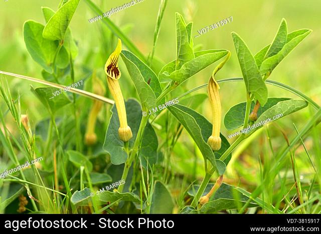 Pistoloquia (Aristolochia pistolochia) is an annual plant endemic to southwestern Europe (Iberian Peninsula, southern France and Sardinia)