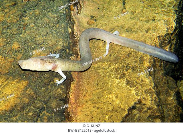 European olm (blind salamander) (Proteus anguinus), under water on a rock, view from above, Slovenia