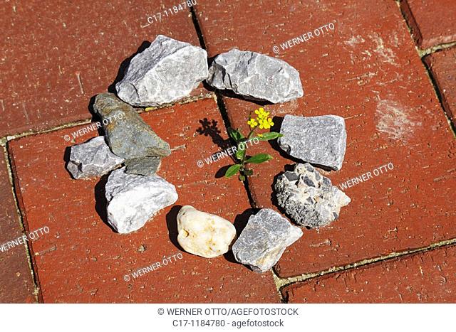 nature, plant life, symbolism, blooming plantlet grows through a gap between two base plates, all around lay little stones forming a protective wall against...