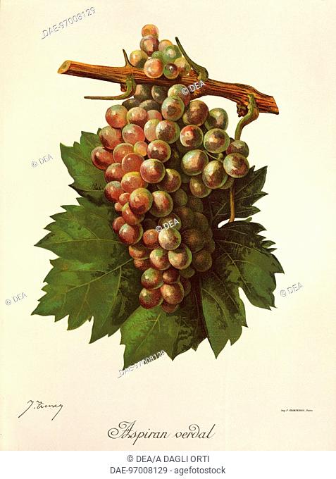Pierre Viala (1859-1936), Victor Vermorel (1848-1927), Traite General de Viticulture. Ampelographie, 1901-1910. Tome V, plate: Aspiran Verdal grape