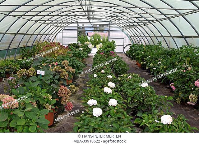Garden center, greenhouse, flowers