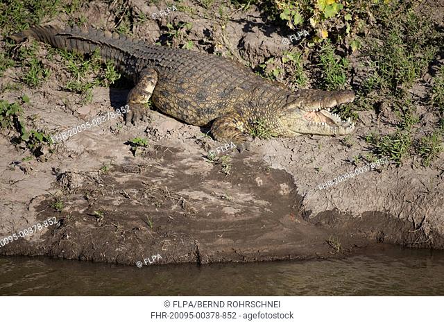Nile Crocodile Crocodylus niloticus adult, with mouth open, resting on riverbank, Talek River, Masai Mara, Kenya, August