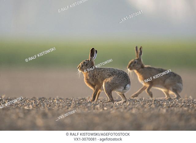 Brown Hares / European Hares ( Lepus europaeus ) two, pair of, sitting, playing on farmland, low point of view, wildlife, Europe