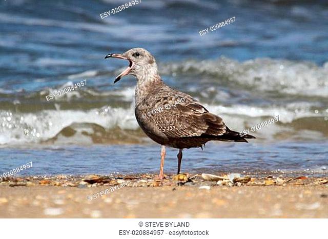 Juvenile Greater Black-backed Gull By The Ocean