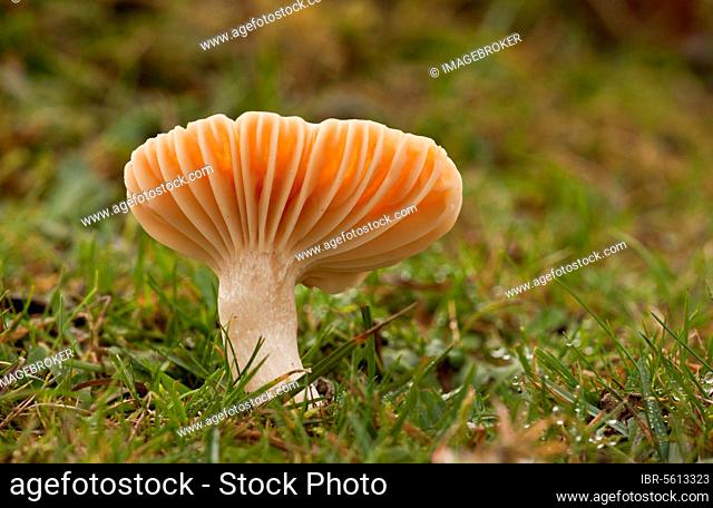 Meadow Waxcap (Hygrocybe pratensis) fruiting body, growing in old grazed grassland, Emery Down, New Forest, Hampshire, England, United Kingdom, Europe