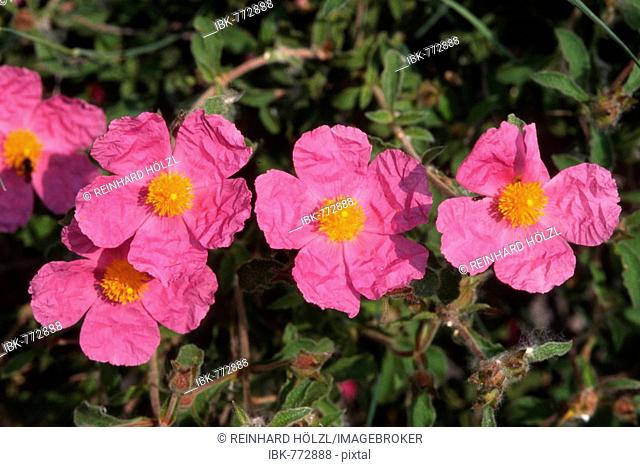 Pink - or Hairy Rockrose (Cistus incanus)