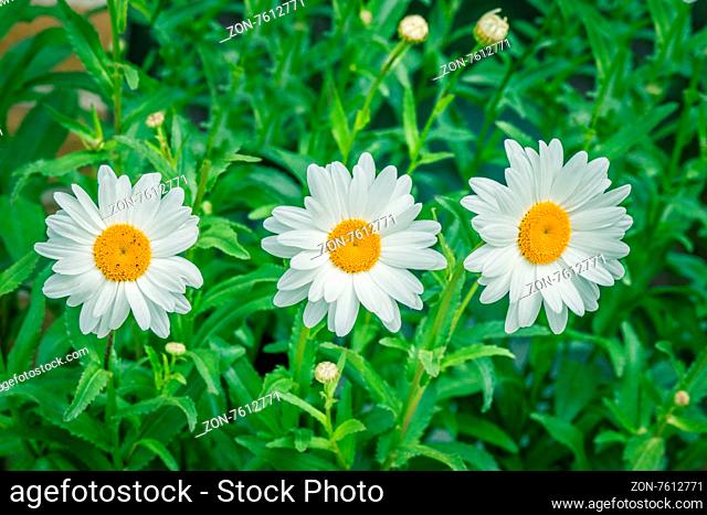 White marguerites on a row in the summer