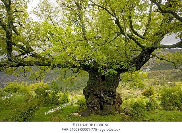 Lusitanian Oak Quercus faginea habit, ancient pollarded tree, in dehesa, Sierra de Grazalema, Andalucia, Spain