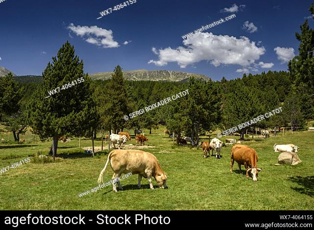 Mountain alpine meadows and forests around the Cap de Rec refuge, in La Cerdanya, in summer (Catalonia, Spain, Pyrenees)