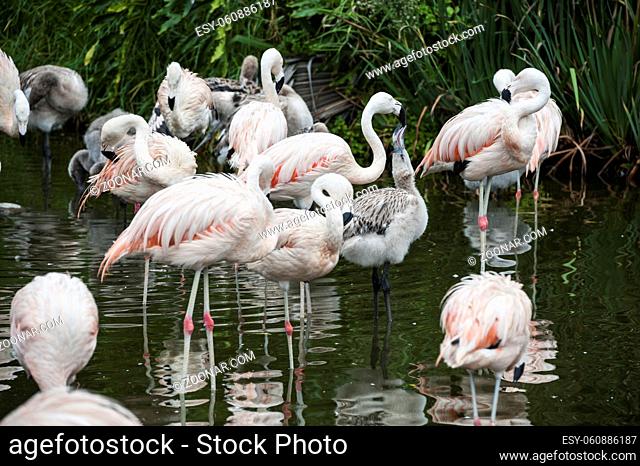 Flamingos have arrived in San Climente, Buenos-Aires state, Argentina