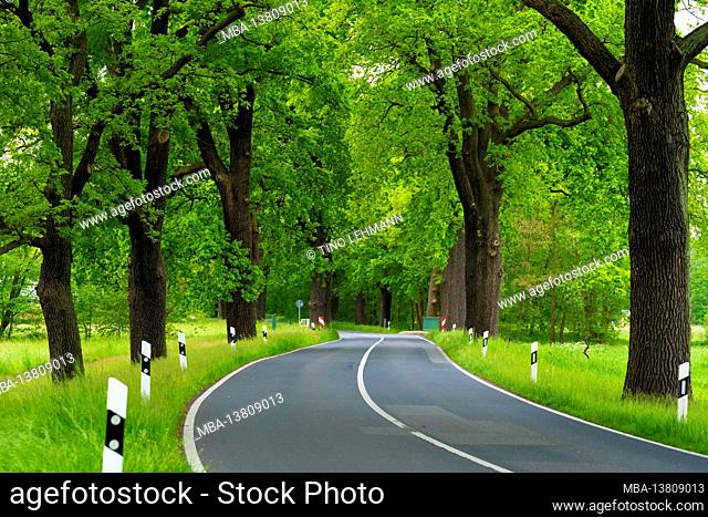 Country road in spring, Large old oak trees on the roadside