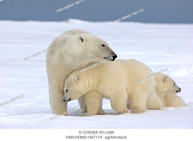 United States, Alaska, Arctic National Wildlife Refuge, Kaktovik, polar bear (Ursus maritimus), female and two young of the year
