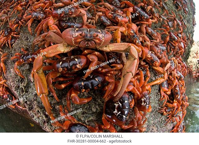 Christmas Island Red Crab Gecarcoidea natalis adults, mass on sea cliff rocks during annual migration, Christmas Island, Australia