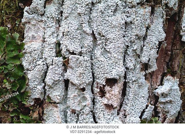Pertusaria amara or Lepra amara is a crustose lichen that grows on tree barks or siliceous rocks