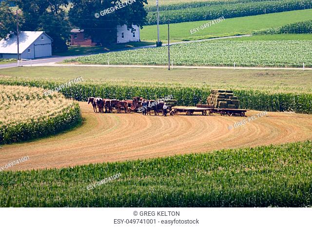 Amish Farmers Harvesting the Crop on a Sunny Autumn Day in the Fields 3