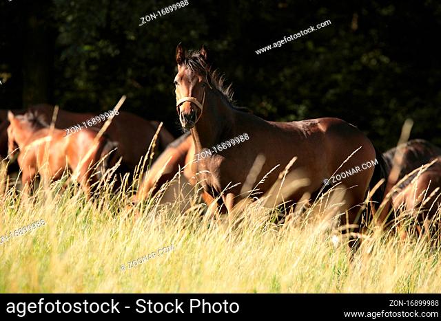 Foal in a meadow against the trees in the morning, Poland