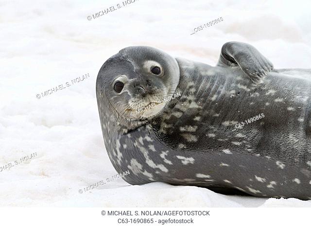 Weddell Seal Leptonychotes weddellii hauled out on ice at Half Moon Island, Antarctica, Southern Ocean