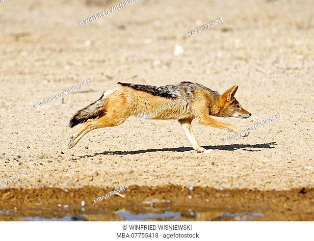 Black-backed jackal (Canis mesomelas) running, Kgalagadi Transfrontier Park, South Africa