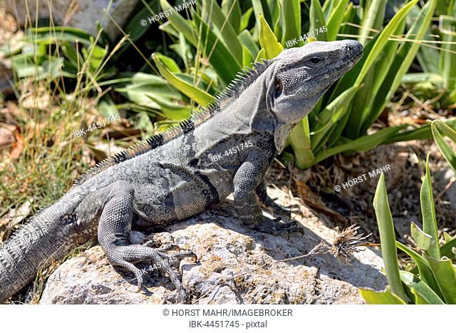 Black spiny-tailed iguana, also black iguana or black ctenosaur (Ctenosaura similis) basking on stone, Maya city of Uxmal, Yucatan, Mexico