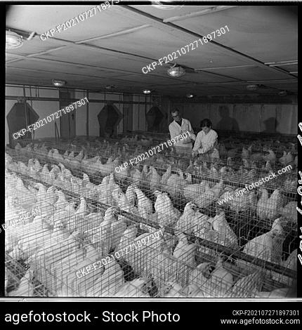 ***DECEMBER 27, 1970 FILE PHOTO*** The cooperative egg production enterprise based in Kozlany, Vyskov district, has put into operation all eight hen houses for...