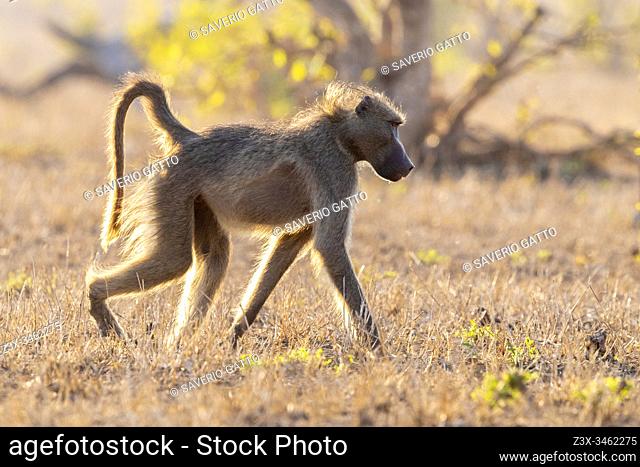 Cape Baboon (Papio ursinus), side view of an adult male walking on the ground, Mpumalanga, South Africa
