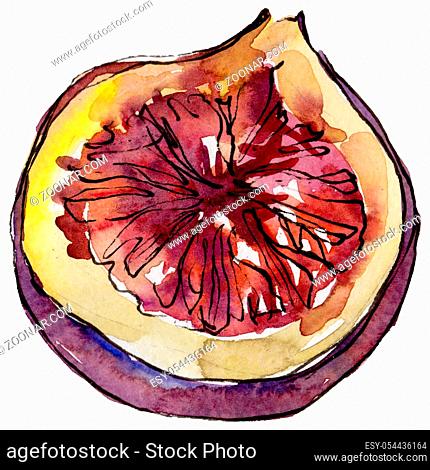 Exotic violet figs healthy food in a watercolor style isolated. Full name of the fruit: figs . Aquarelle wild fruit for background, texture