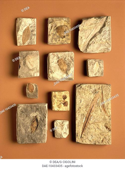Fossils - Myryca, Sequoia, Quercus, Glyptostrobus, Ulmus, Cinnamonum, Celtis - Miocene