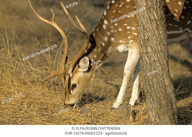 Spotted Deer Axis axis adult male, feeding, close-up of head, Northwest India