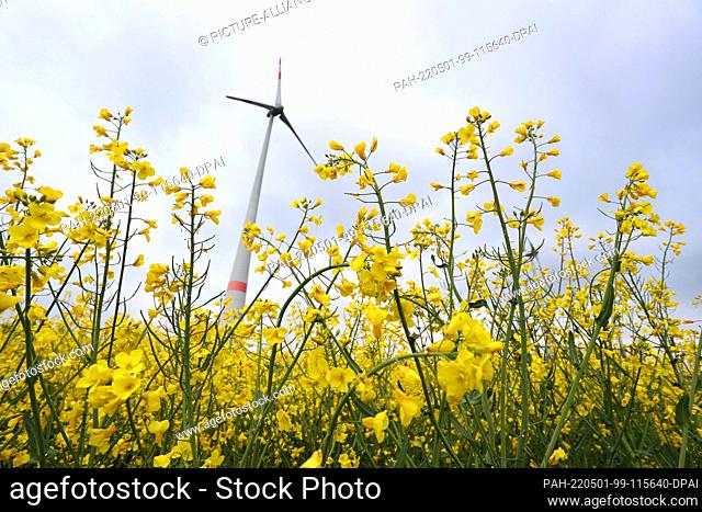 01 May 2022, Bavaria, Sommerhausen: A wind turbine stands behind a blooming rapeseed field under a cloudy sky. Photo: Karl-Josef Hildenbrand/dpa
