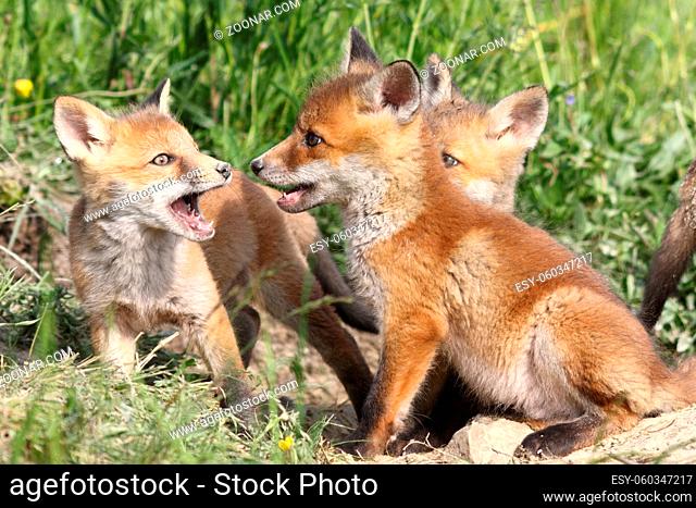 family of young red foxes playing near the burrow ( Vulpes )