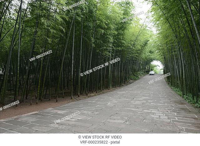 time lapse of bamboosea