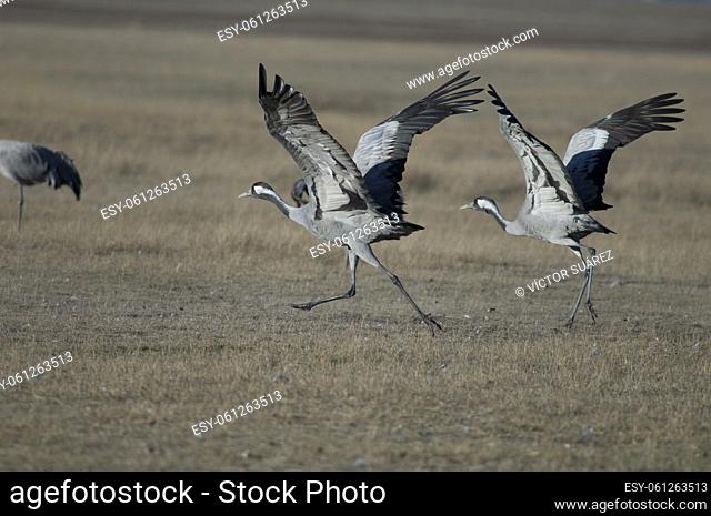 Common cranes (Grus grus) taking flight. Gallocanta Lagoon Natural Reserve. Aragon. Spain