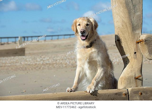 Dog Golden Retriever on the beach looking over a break water