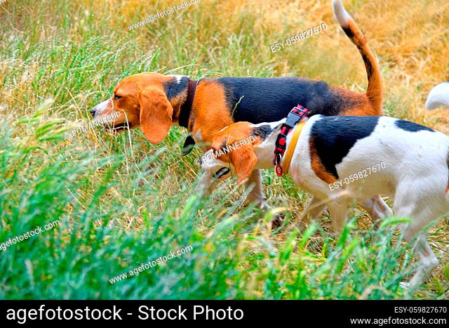 A cute puppy beagle playing with her mom outdoors in a grass meadow on a sunny summer day