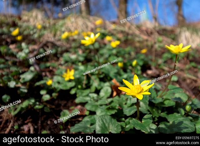 Fig buttercup, Ficaria verna, formerly known as Ranuculus ficaria, a yellow spring flower, in forest with trees and blue sky in background