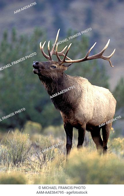 Elk (Cervus elaphus), bull bugling during fall rut Yellowstone National Park Wyoming