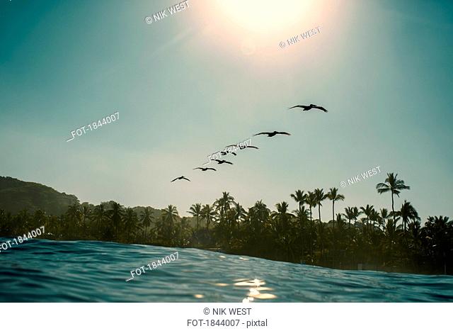 Silhouette birds flying in row over sunny, idyllic tropical ocean, Sayulita, Nayarit, Mexico