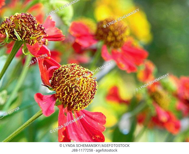 Helenium autumnale flowers