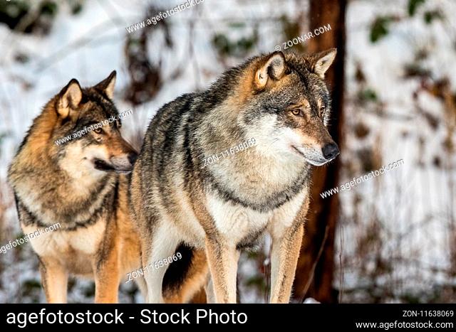 Grey wolf, Canis lupus, two beautiful wolves standing in a snowy winter forest. Also known as timber wolf or timberwolf. Captive animals in Dyreparken
